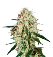 Strawberry Kush