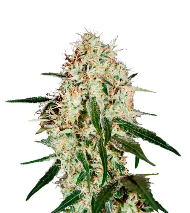 Strawberry Kush