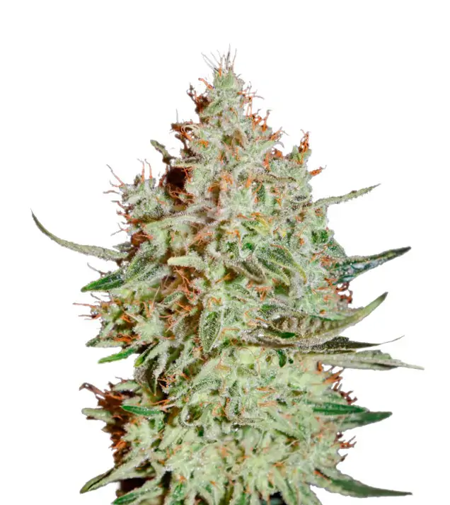 Super Lemon Haze Auto