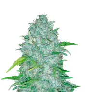 Super Lemon Haze