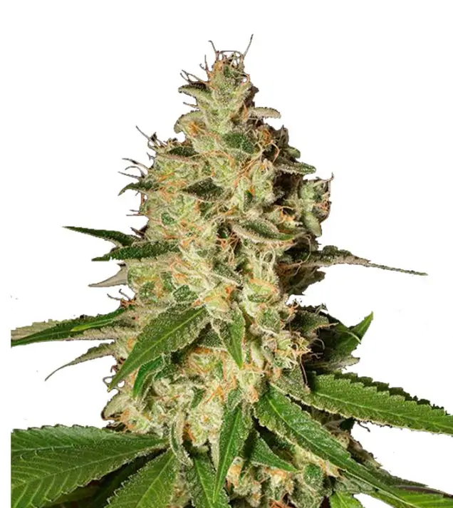 Super Silver Haze Auto