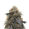 Super Silver Haze