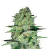 Super Skunk Auto