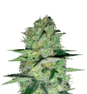 Super Skunk Auto