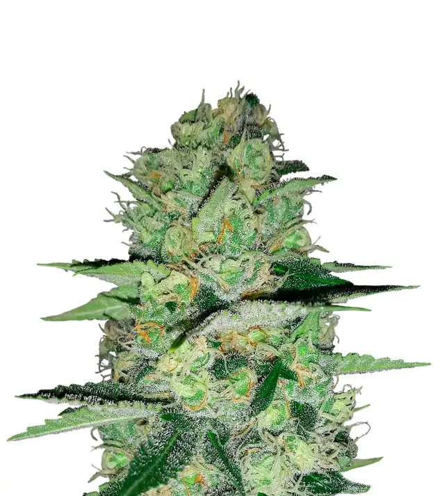 Super Skunk Auto