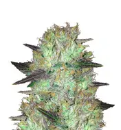 Super Skunk