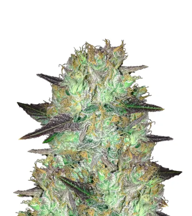 Super Skunk