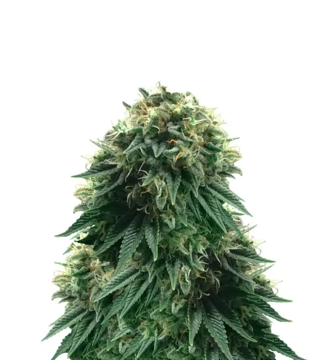 Sweet Island Skunk Fast