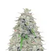 Tangie