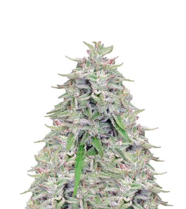 Tangie