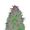 Triangle Kush Auto