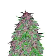 Triangle Kush Auto