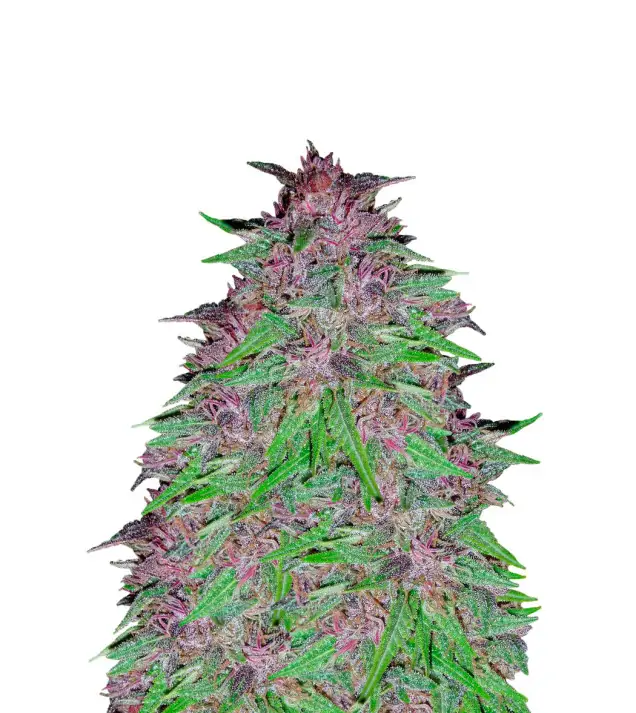 Triangle Kush Auto