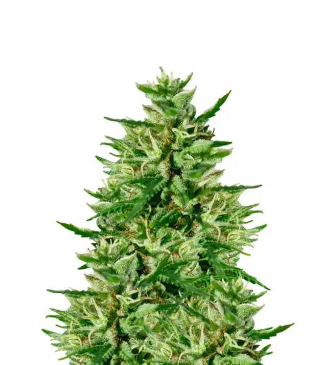 Triangle Kush