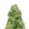 White Rhino