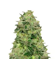 White Rhino