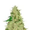 White Russian