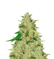 White Russian