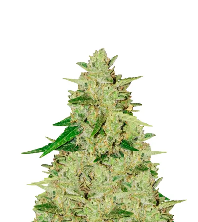 White Russian