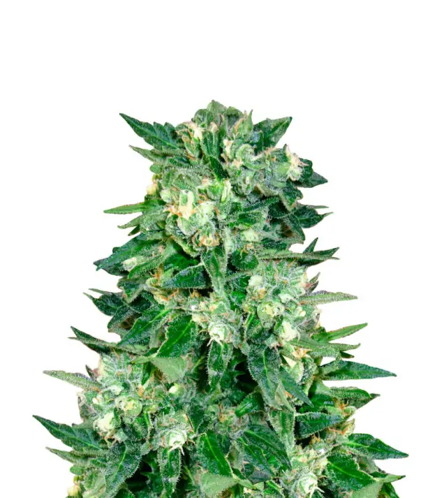 Zkittlez Regular