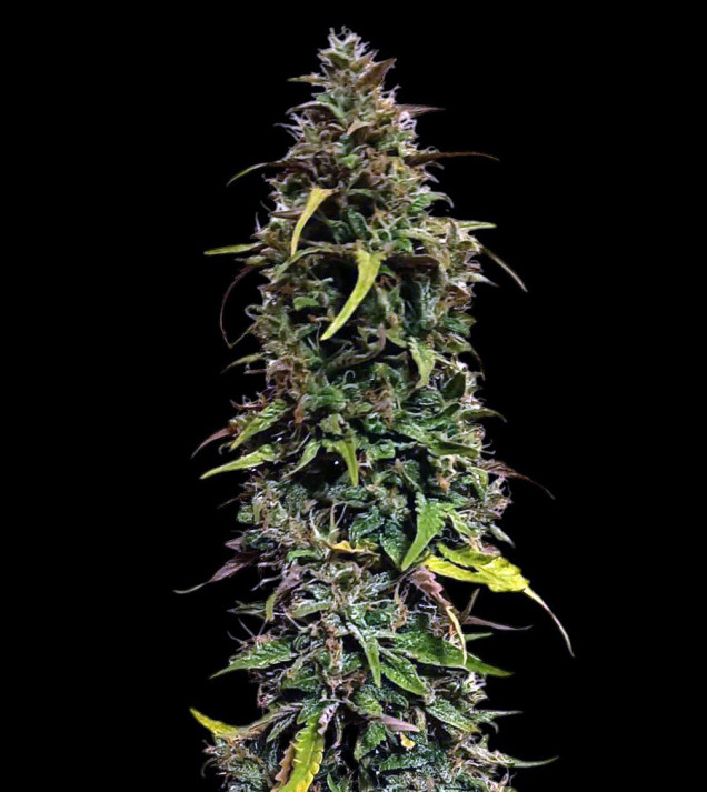 Pure CBD Auto