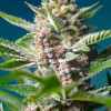 Purple Punch OG SALE