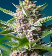 Purple Punch OG SALE