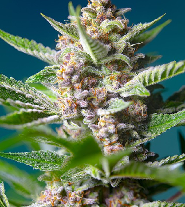Purple Punch OG SALE