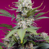 Sweet Mandarine Zkittlez XL Auto SALE