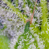 Sweet Mandarine Zkittlez XL Auto SALE