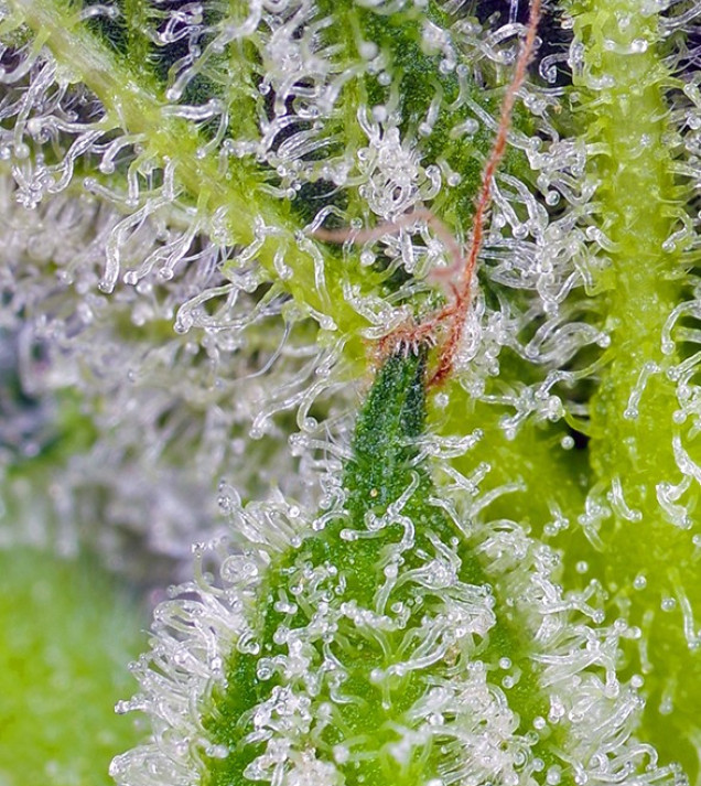 Sweet Mandarine Zkittlez XL Auto SALE
