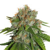 Amnesia Auto SALE