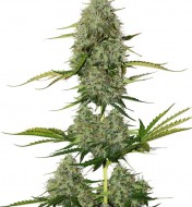 BCN Critical XXL Auto SALE