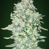 OG Kush SFV SALE