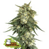 BCN Critical XXL Fast SALE