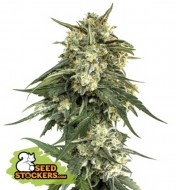 BCN Critical XXL Fast SALE