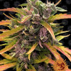 Gorilla G. Auto SALE