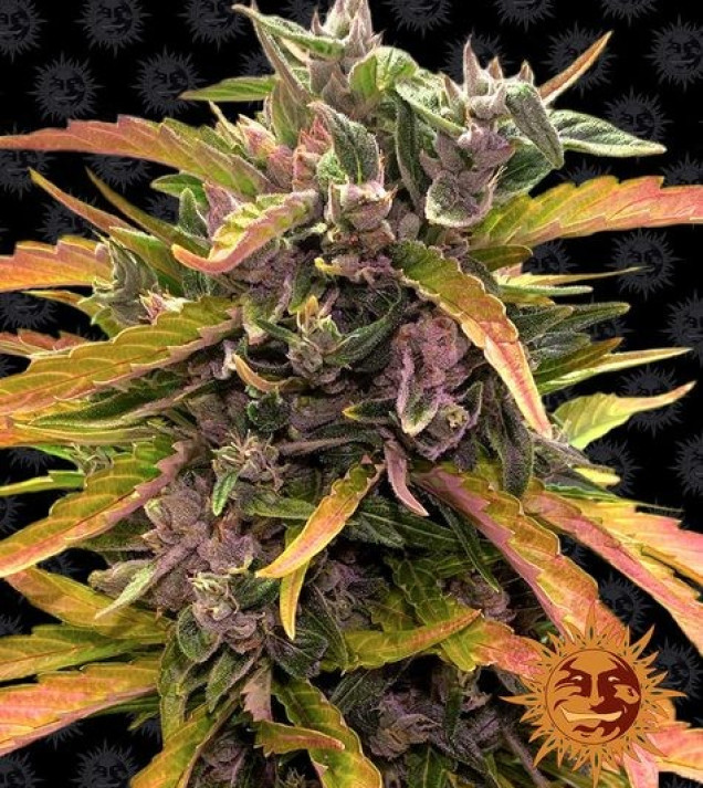Gorilla G. Auto SALE