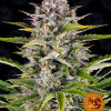 Gorilla Zkittlez Auto SALE