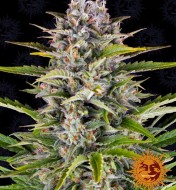 Gorilla Zkittlez Auto SALE