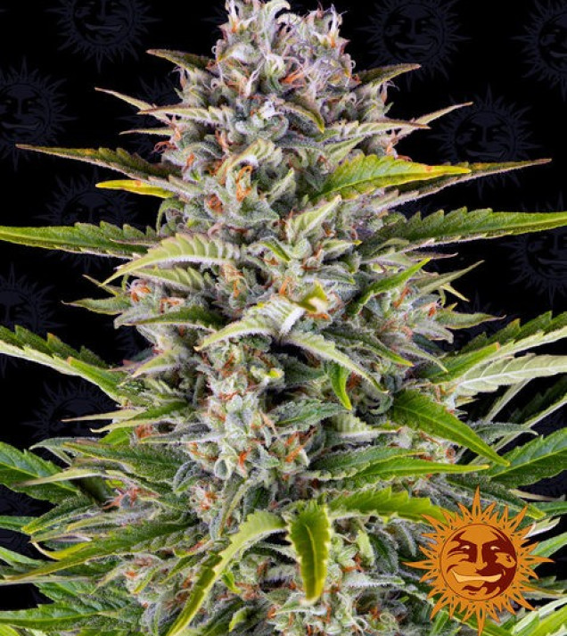 Gorilla Zkittlez Auto SALE