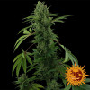 Pineapple Express Auto SALE