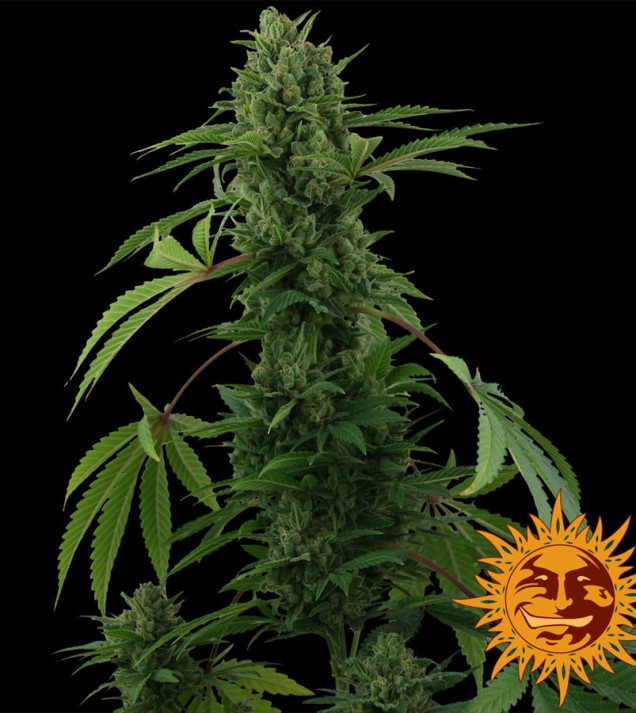 Pineapple Express Auto SALE