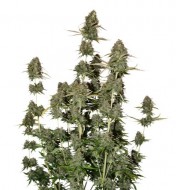 BCN Power Plant Auto SALE