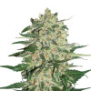 Big Bud SALE