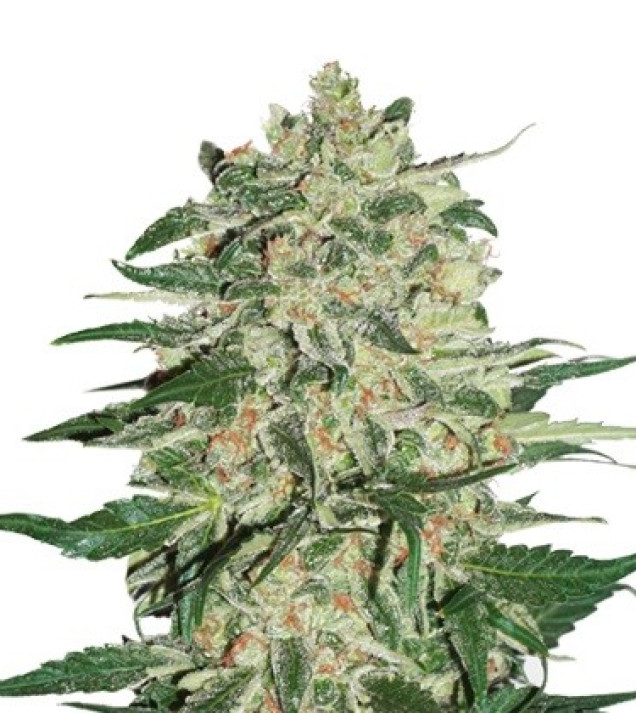 Big Bud SALE