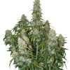 Big Bud Auto SALE