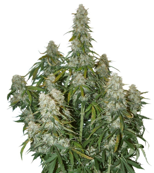 Big Bud Auto SALE