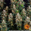 Strawberry Cheesecake Auto SALE
