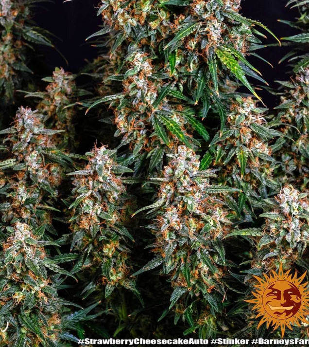 Strawberry Cheesecake Auto SALE